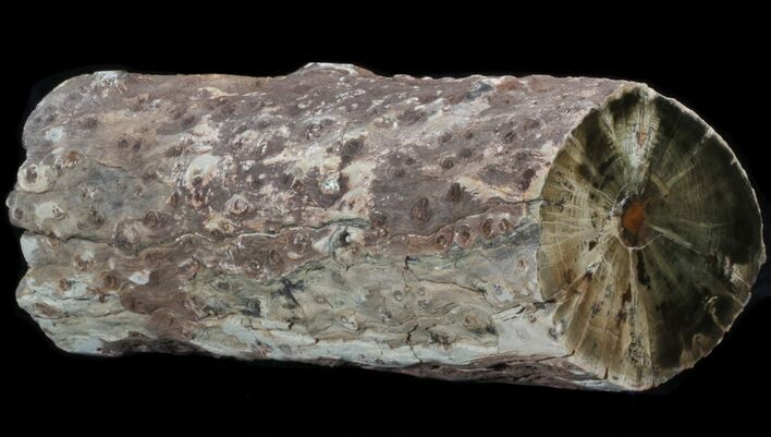 Triassic Woodworthia Petrified Log - Zimbabwe #41496